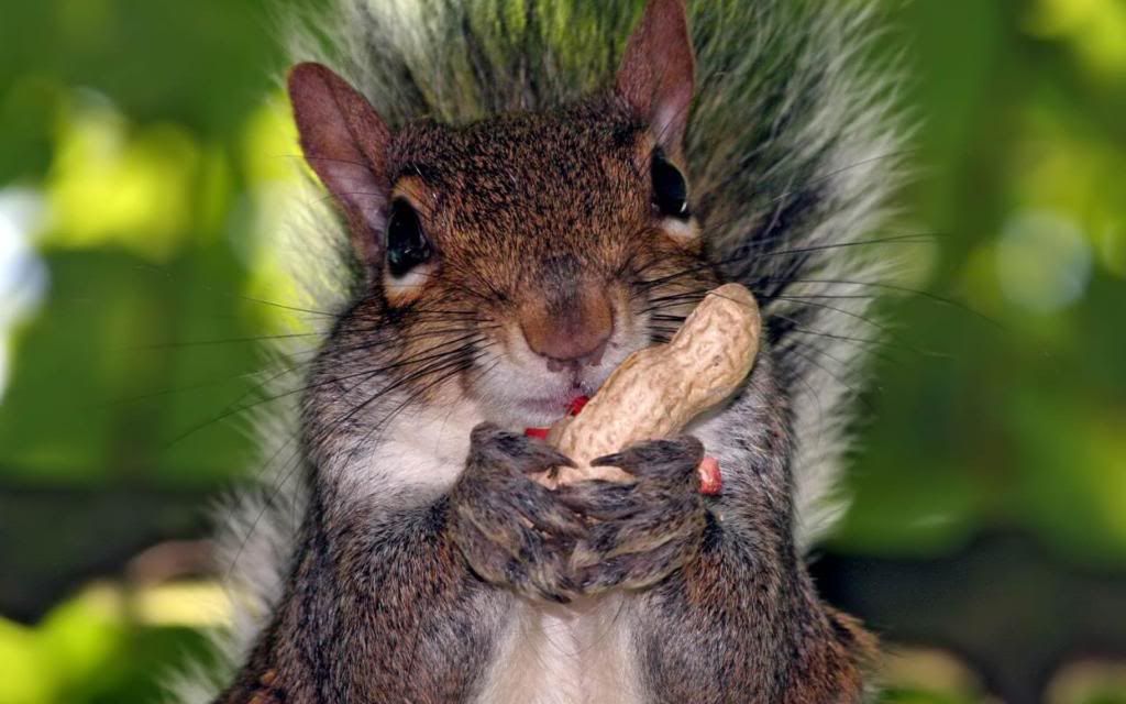 Brown_Squirrel_widescreen_wallpaper.jpg