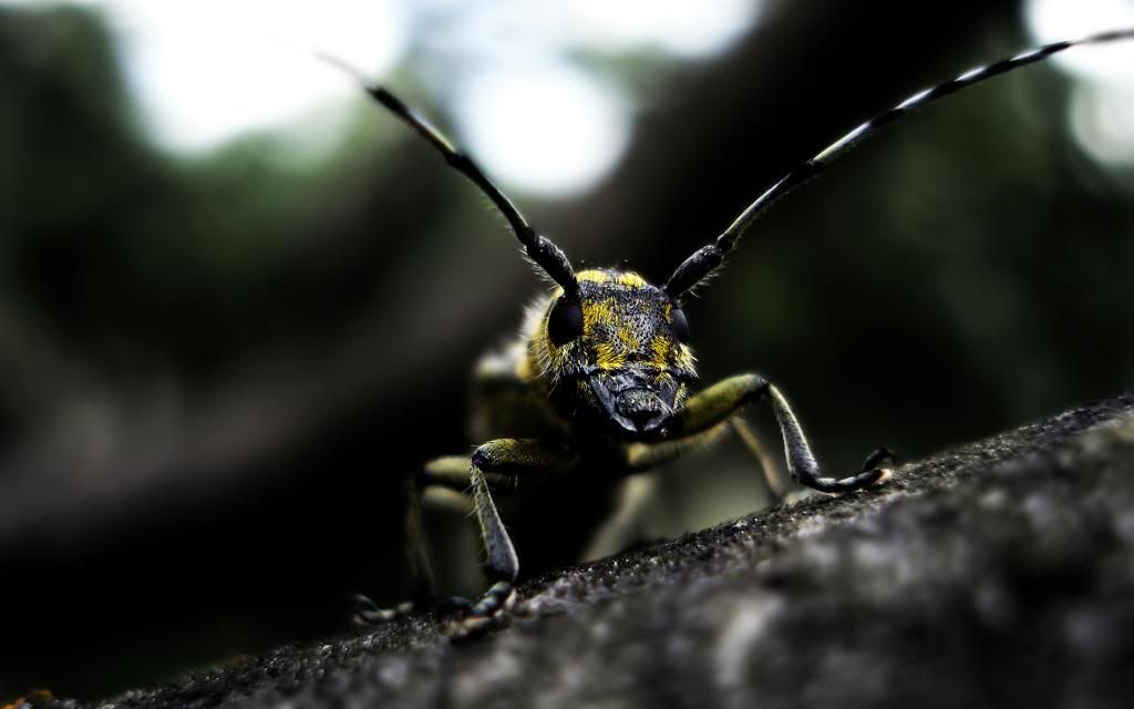 Bug_macro_photos_hd_wallpaper.jpg