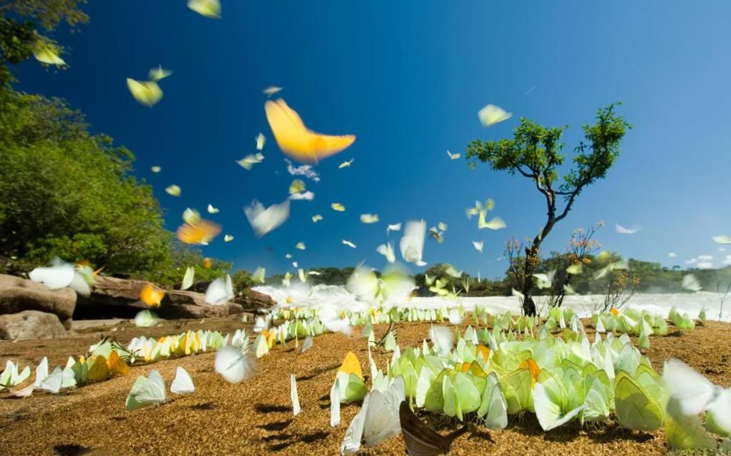 Butterflies_migration_hd_wallpaper.jpg
