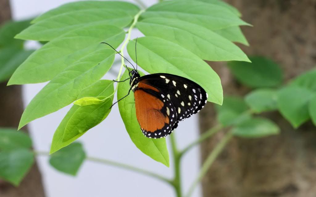 Butterfly.jpg