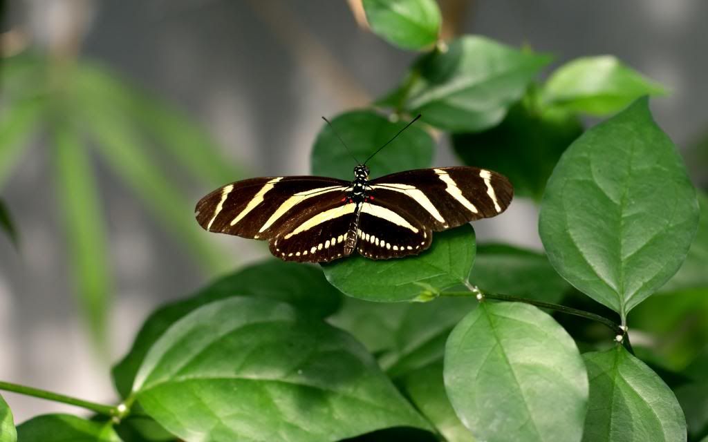 Butterfly_-_Clipper.jpg