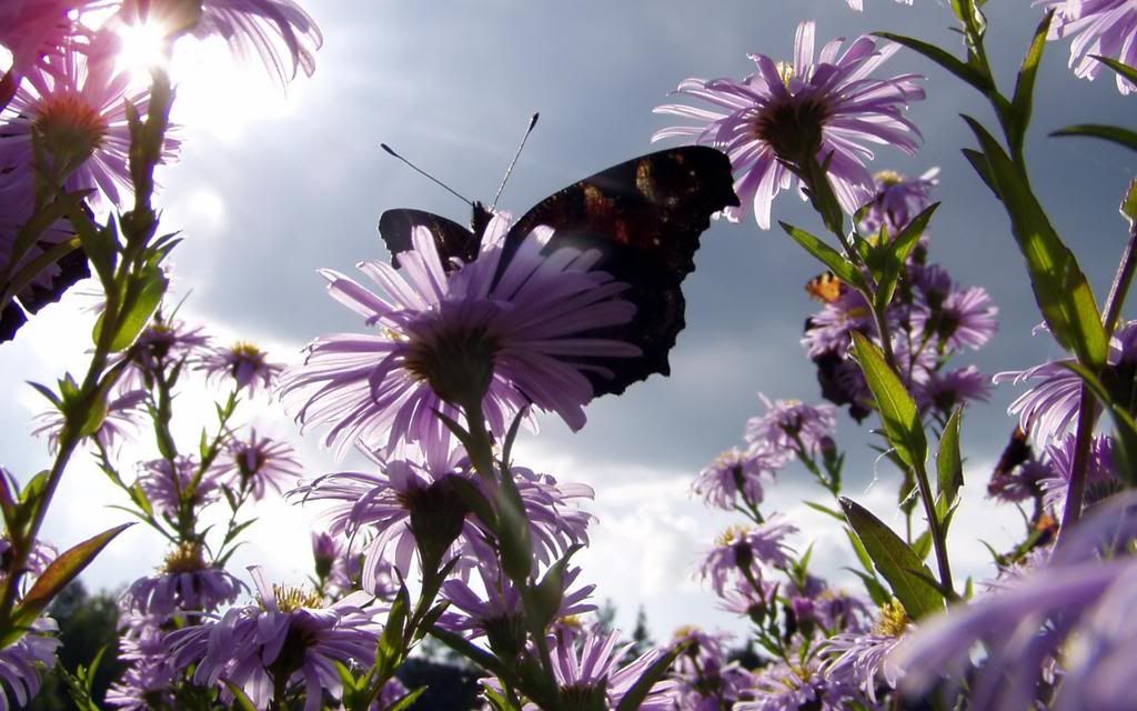 Butterfly_feed_nectar_flowers_hd_wallpaper.jpg