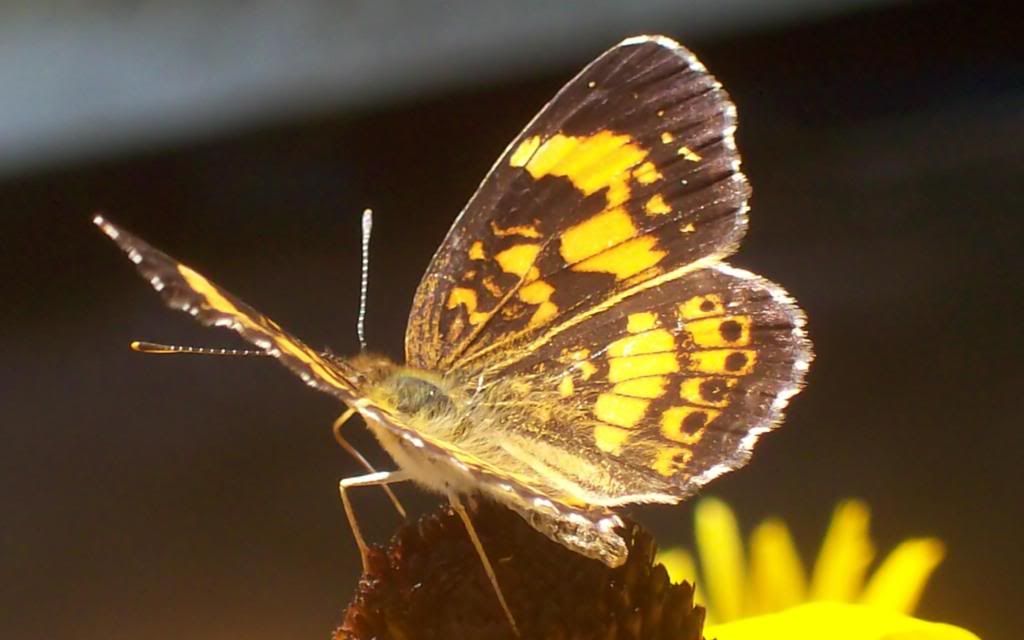 Butterfly_hd_macro_photos_hd_wallpaper.jpg