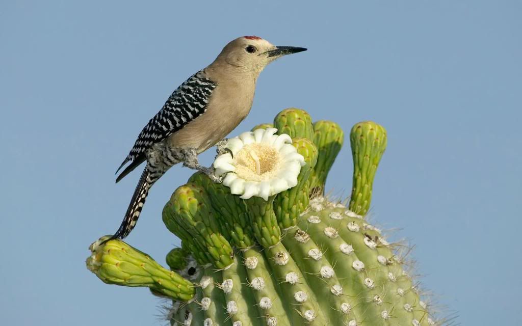 Cactus_Wren_hd_wallpaper.jpg