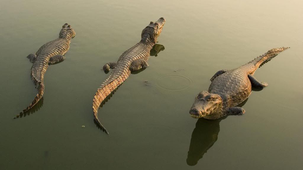 Caimans_hd_wallpaper.jpg