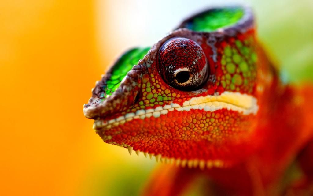 Cape_Dwarf_Chameleon_High_definition_wallpaper.jpg