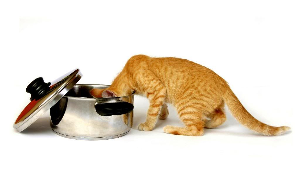 Cat_habits_widescreen_wallpaper.jpg