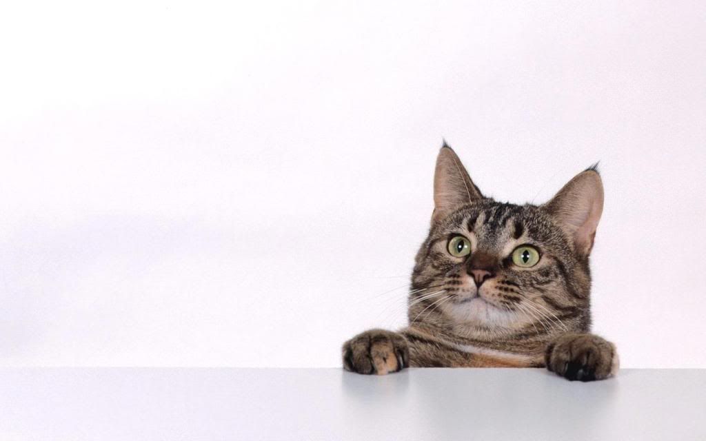 Cat_training_hd_wallpaper.jpg