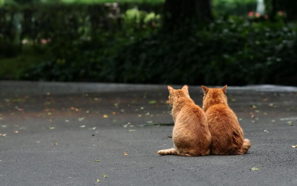 Cats_two_red_brother_hd_wallpaper.jpg