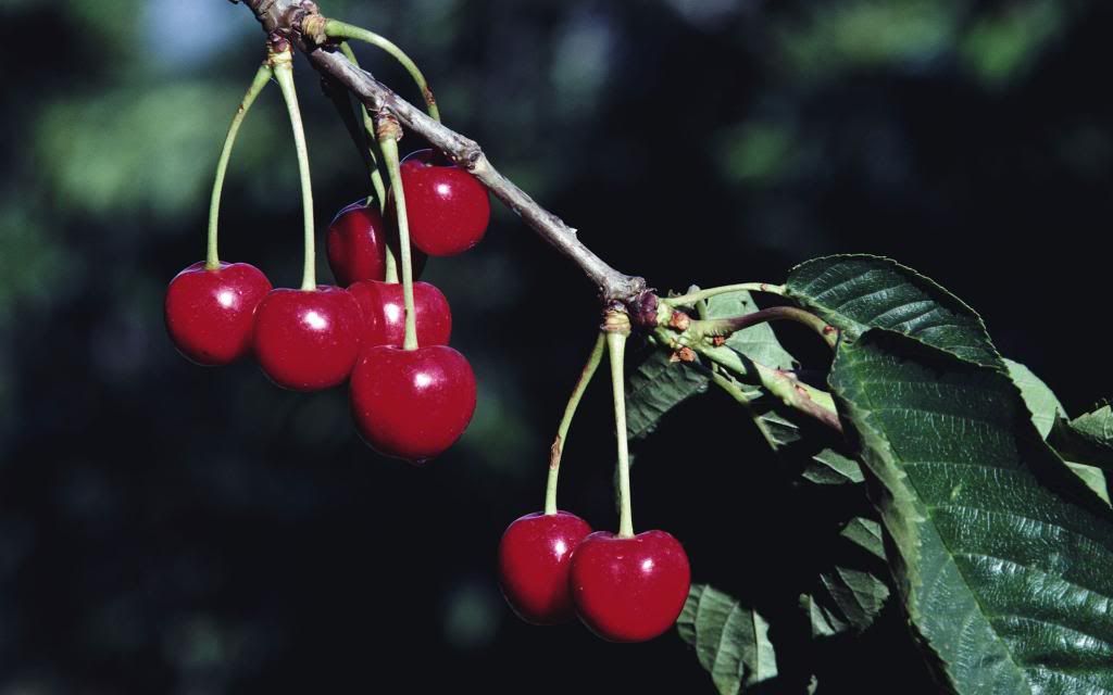 Cherry_Cherry.jpg