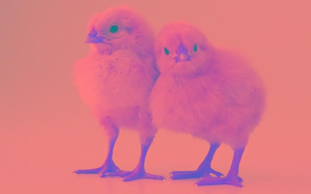 Chickens_High_definition_wallpaper.jpg