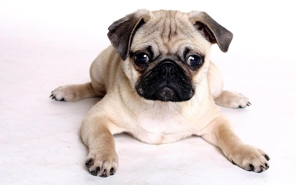 Chinese_Pug_widescreen_wallpaper.jpg