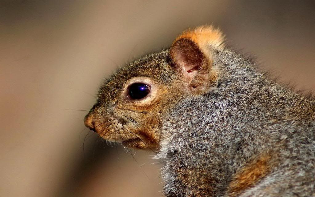 Chipmunk.jpg