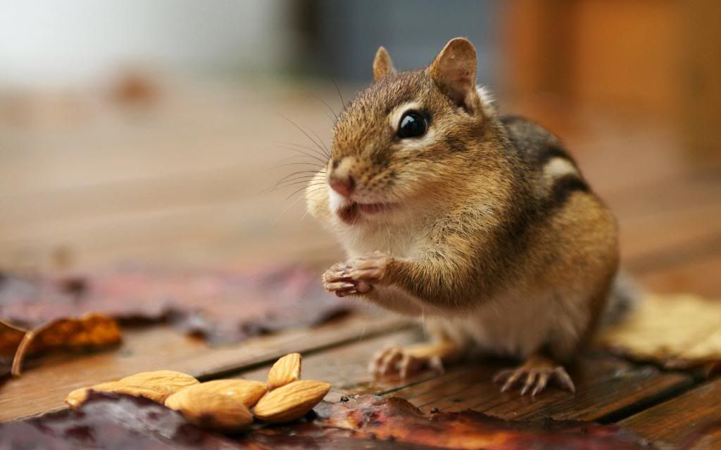 Chipmunk_small_squirrel-like_High_definition_wallpaper.jpg