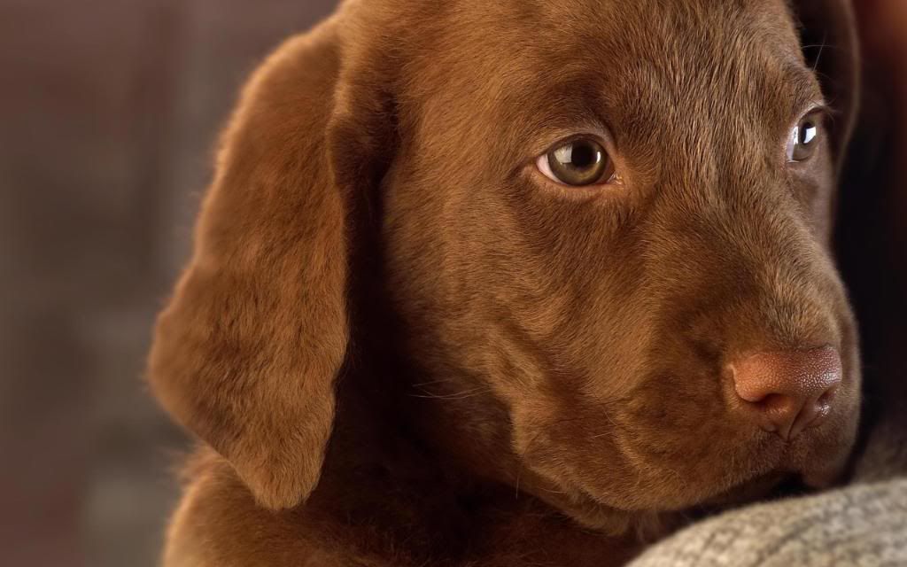 Chocolate_Labrador_Puppy_hd_wallpaper.jpg