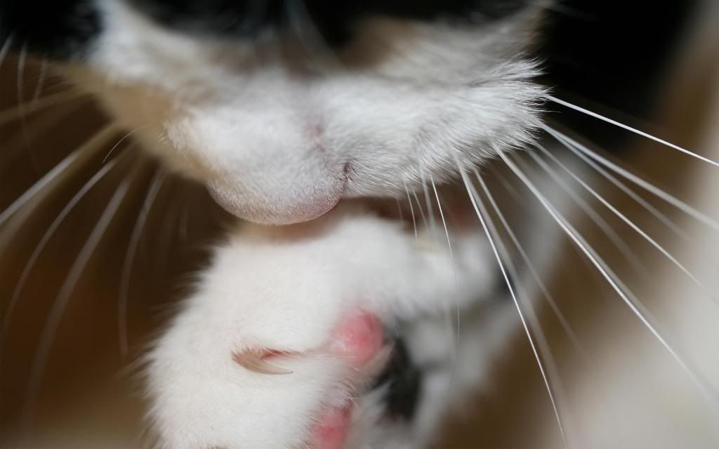 Clean_the_cat_claws_hd_wallpaper.jpg