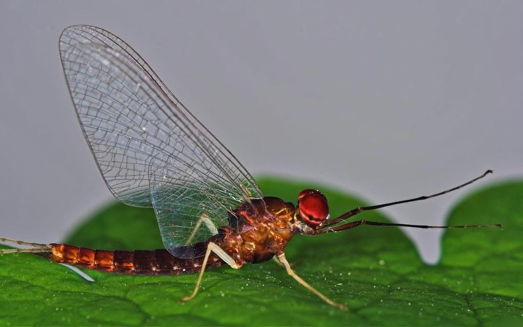 Common_Dragonfly_hd_wallpaper.jpg