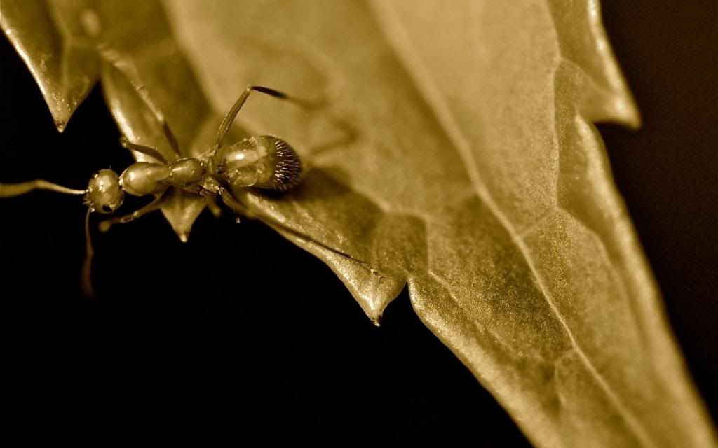 Common_Household_Ant_hd_wallpaper.jpg