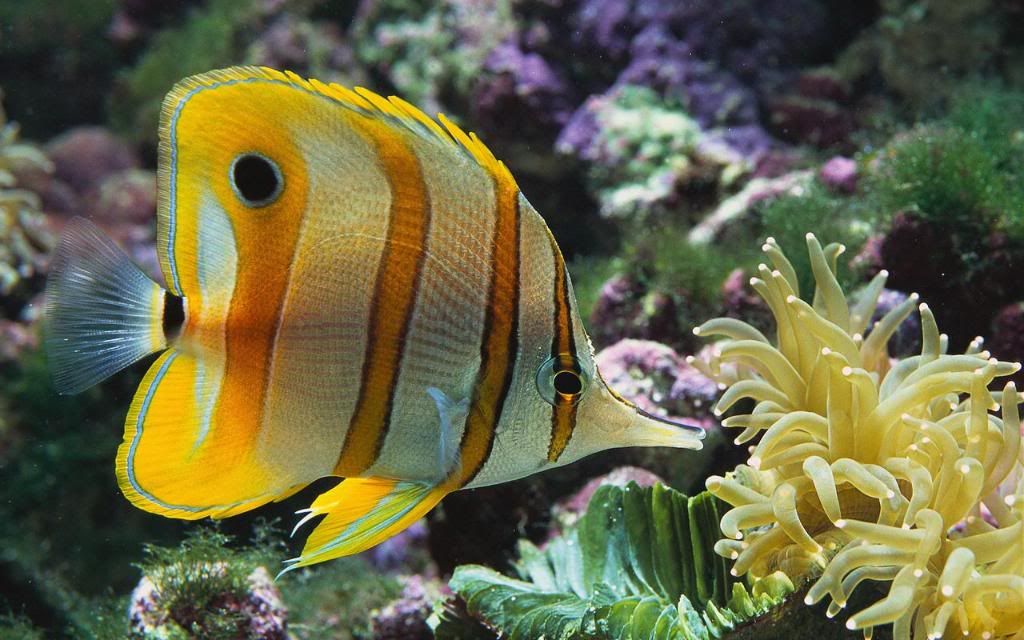 Copperband_butterflyfish_-_underwater_life_images_High_definition_wallpaper.jpg