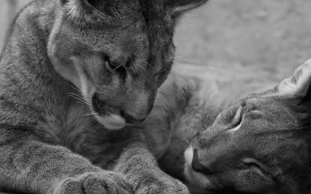 Cougars_High_definition_wallpaper.jpg