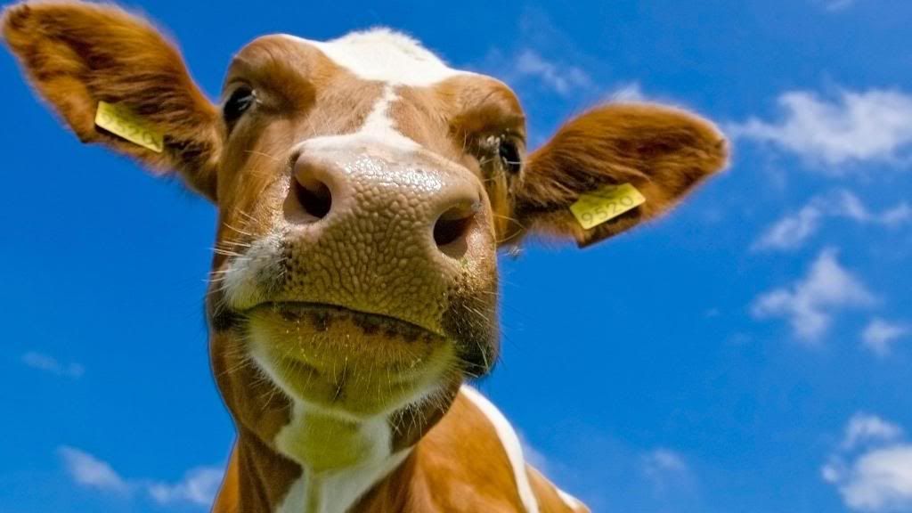 Cow_hd_wallpaper.jpg