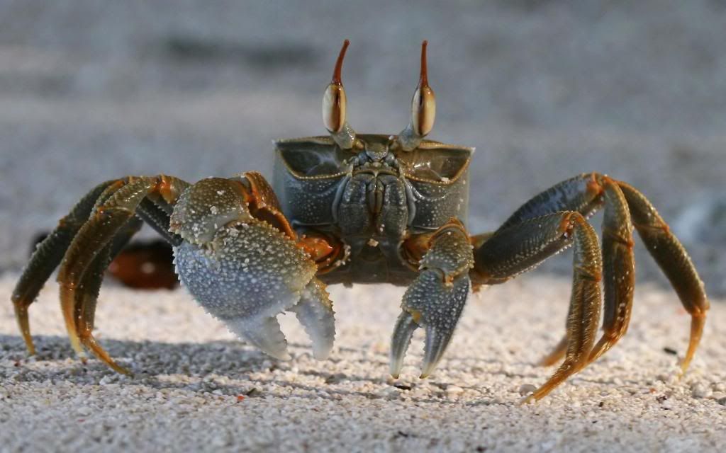 Crab_-_Sea_life_Images_High_definition_wallpaper.jpg