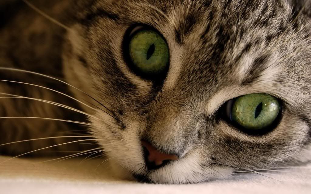 Curious_cat_High_definition_wallpaper.jpg