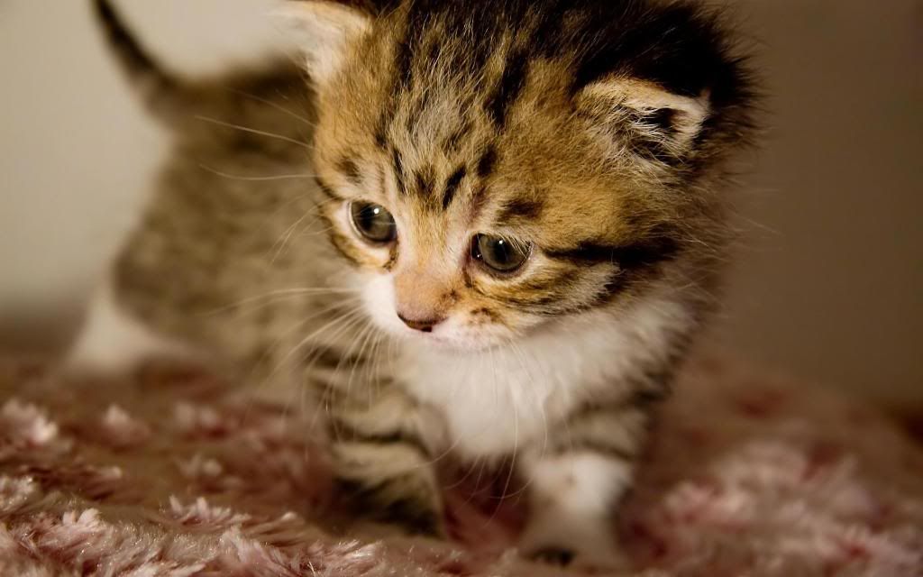 Cute_baby_kitten_widescreen_wallpaper.jpg