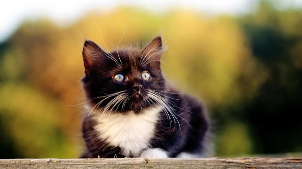 Cute_black-white_kitten_widescreen_wallpaper.jpg