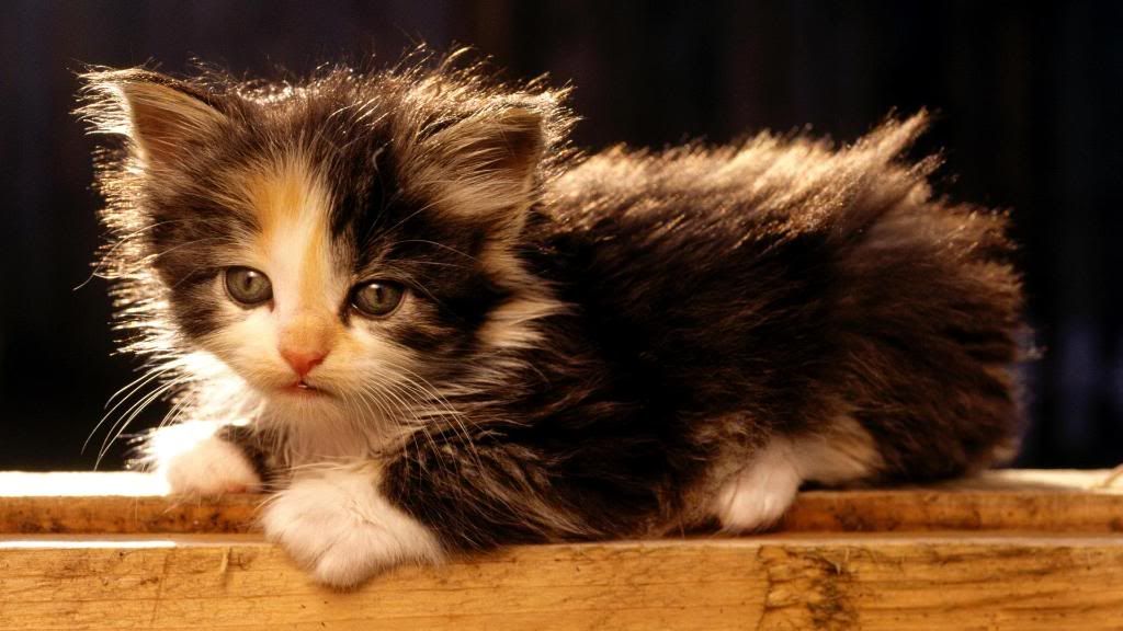 Cute_fluffy_kitten_widescreen_wallpaper.jpg
