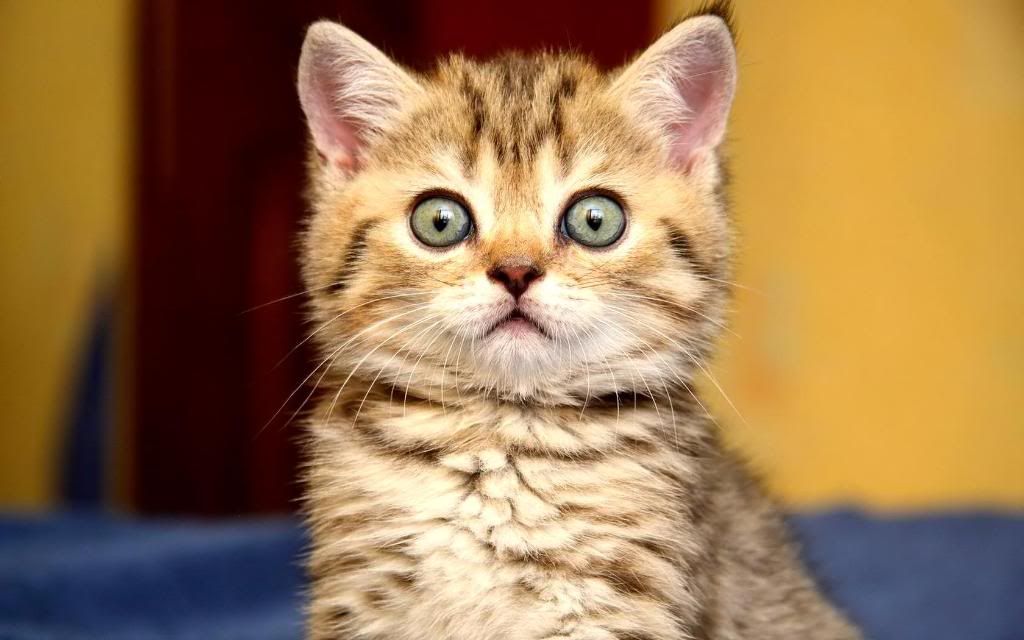 Cute_golden_kitten_widescreen_wallpaper.jpg