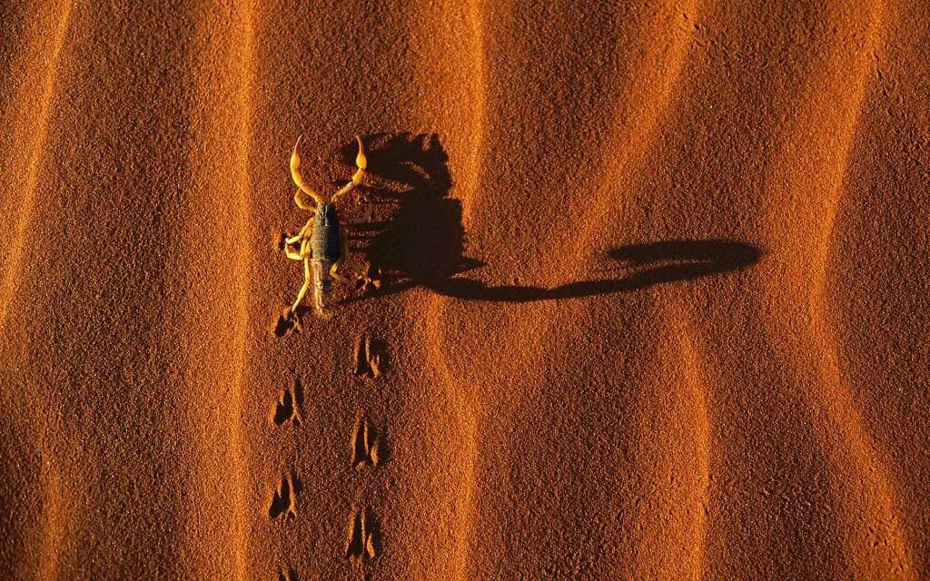 Dangerous_Insects_Scorpion_hd_wallpaper.jpg
