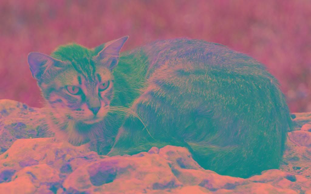 Dangerous_cat.jpg