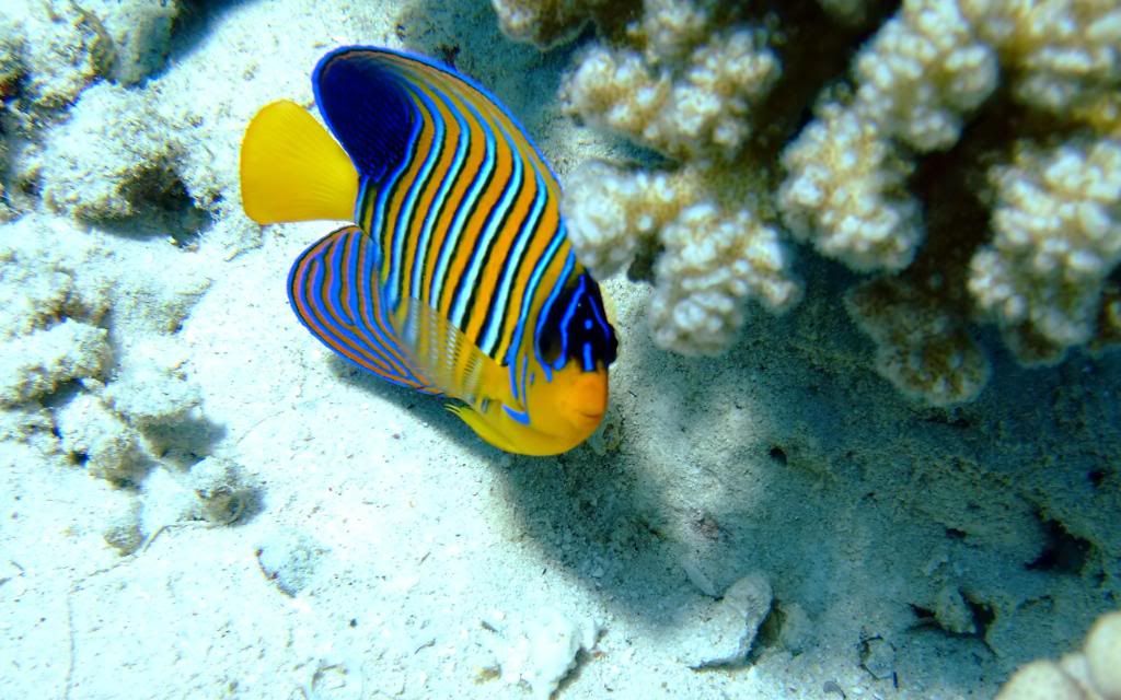 Desjardinii_Sailfin_Tang_fish_wallpaper_High_definition_wallpaper.jpg
