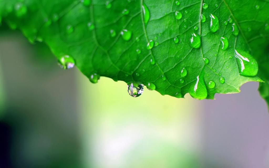Dew_rain_hd_wallpaper.jpg