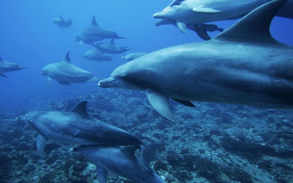 Dolphins_-_underwater_backgrounds_High_definition_wallpaper.jpg