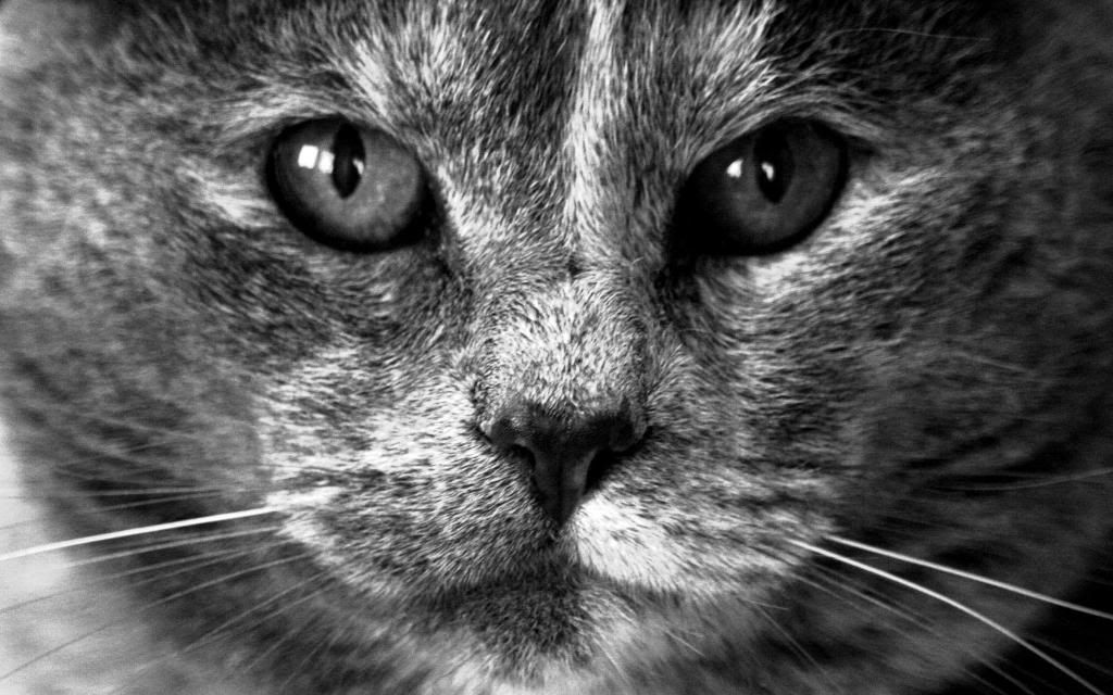 Domestic_cat.jpg