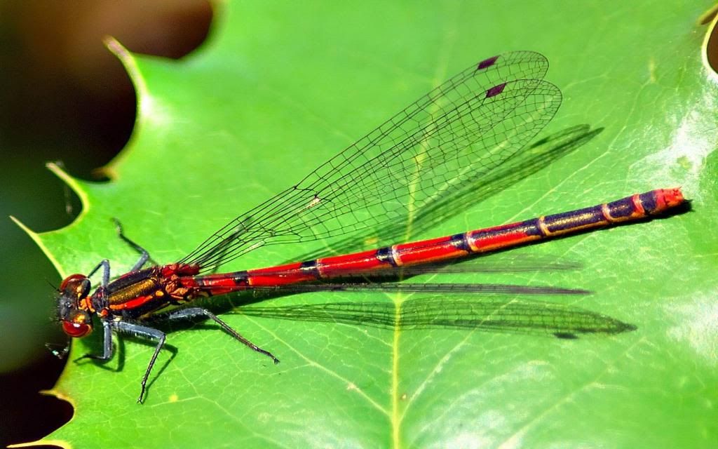 Dragonfly.jpg