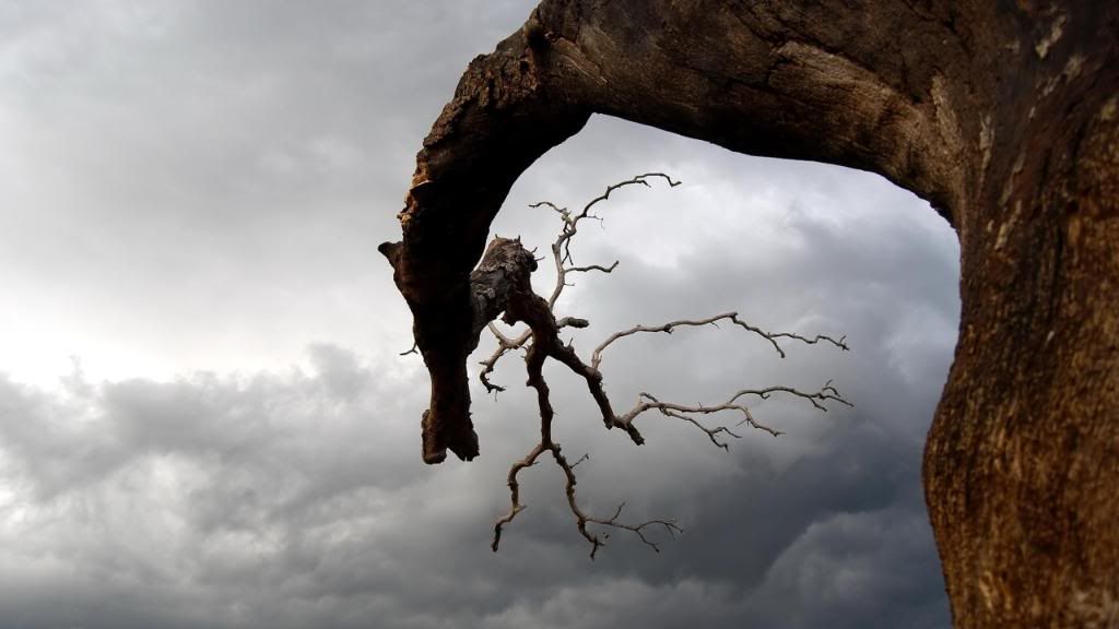 Dry_branch_hd_wallpaper.jpg