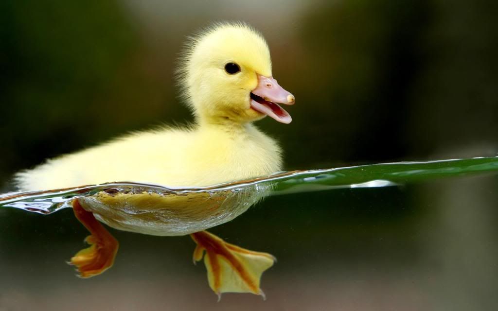 Duckling_hd_wallpaper.jpg