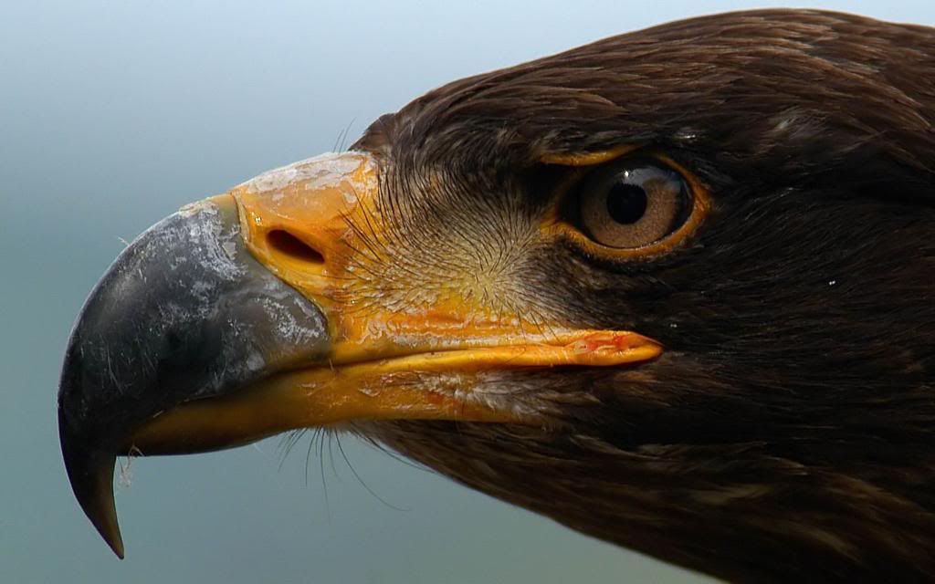 Eagle.jpg