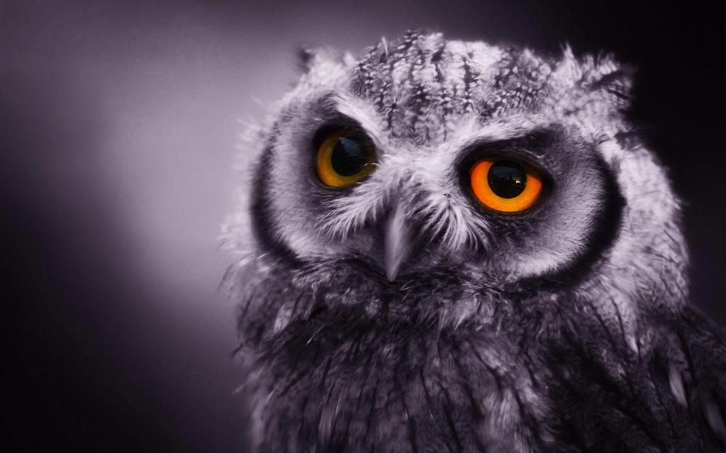Eagle_Owl_hd_wallpaper.jpg