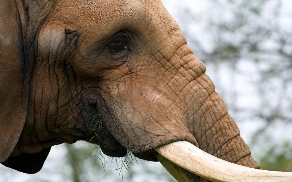 Elephant_Face_hd_wallpaper.jpg