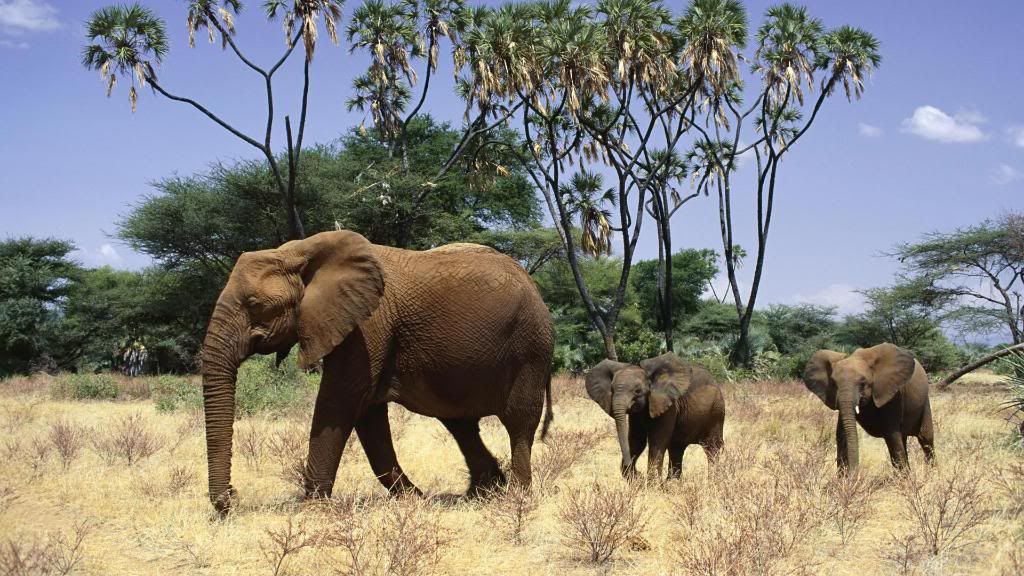 Elephants_Family_hd_wallpaper.jpg