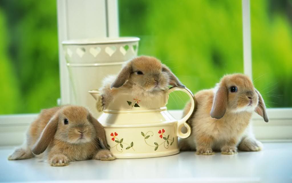 European_Domestic_rabbits_hd_wallpaper.jpg