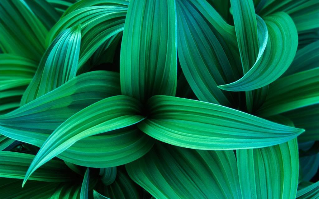 Exotic_Leaves_Sanserveria_High_definition_wallpaper.jpg