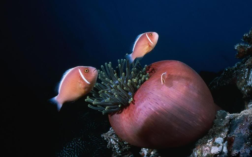Exotic_fish_underwater_animals_High_definition_wallpaper.jpg