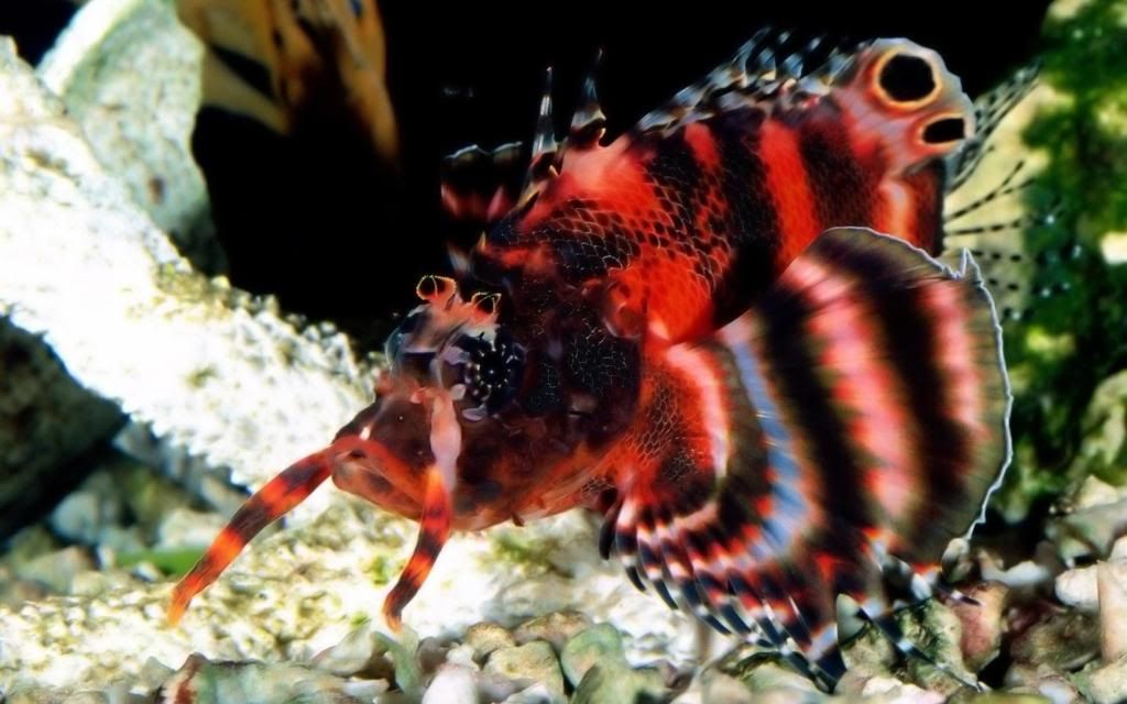 Exotic_fish_underwater_pictures_hd_wallpaper.jpg