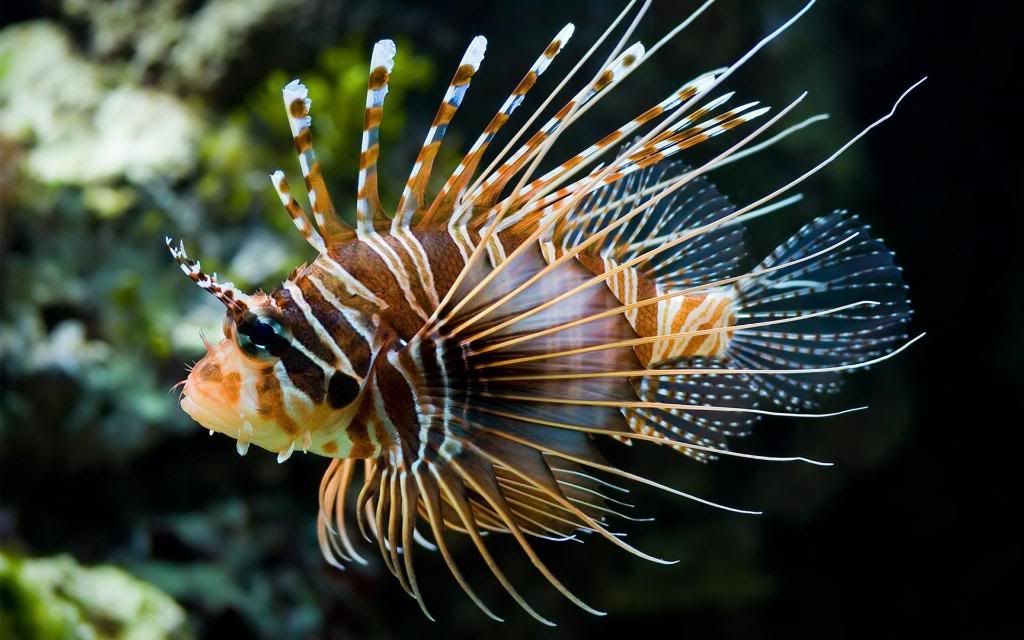 Exotic_fish_wallpaper_hd_wallpaper.jpg