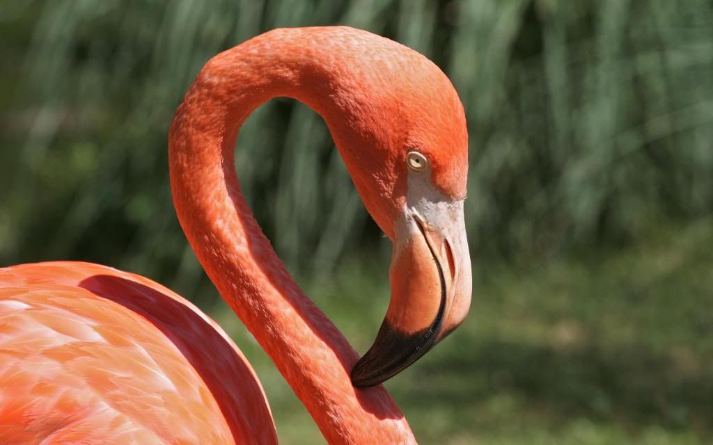 Flamingo.jpg